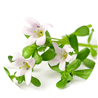 Bacopa Monnieri – Synapsa®